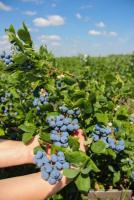 Польская фирма обеспечит работой в садоводческом хозяйстве