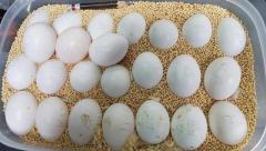 Продаются цыплята страусов, попугаев и оплодотворенные яйца